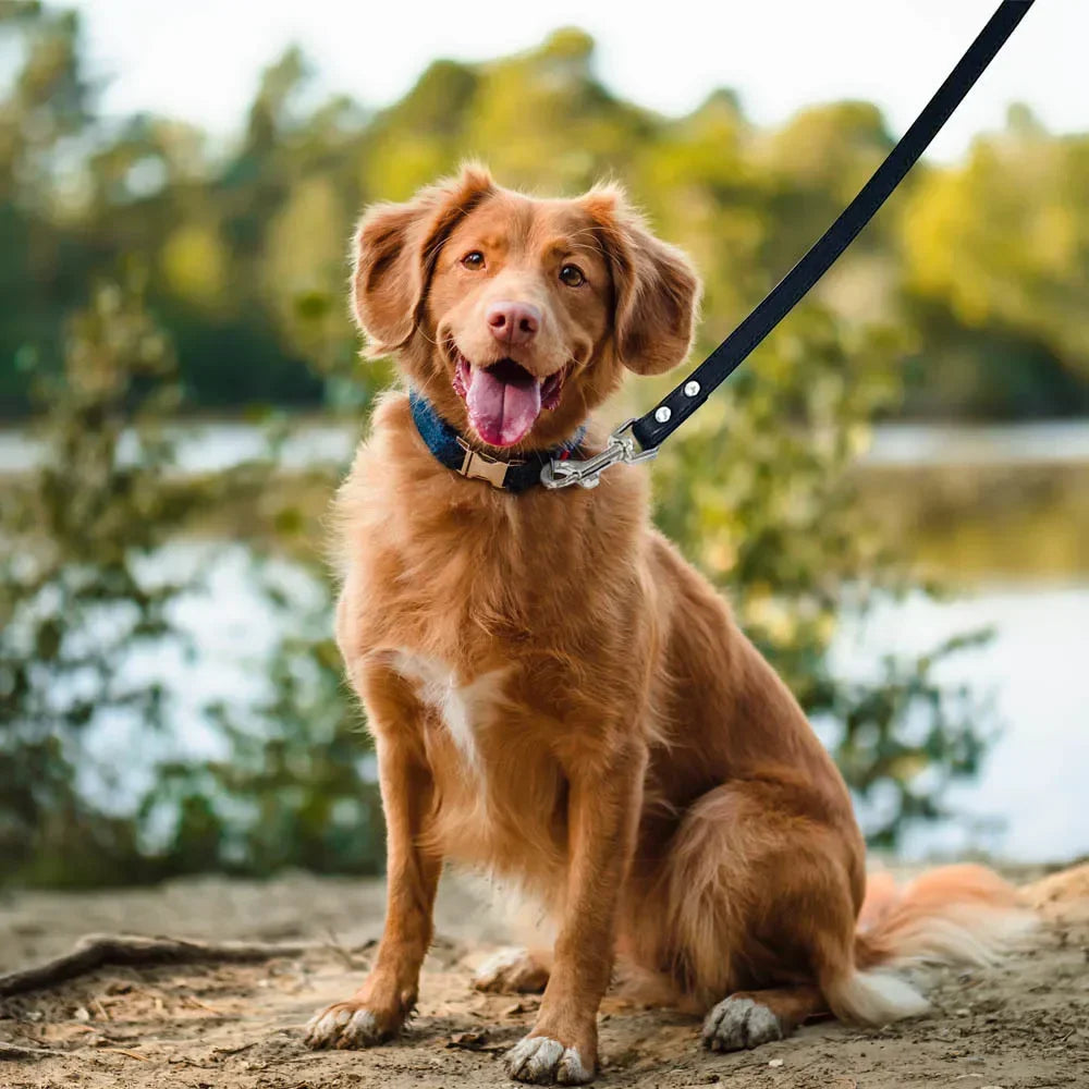 Leather Cat Dog Leashes Colorful Puppy Walking Leashes Harness Collar Lead Rope for Small Medium Large Dogs Pet Supplies 1.2M
